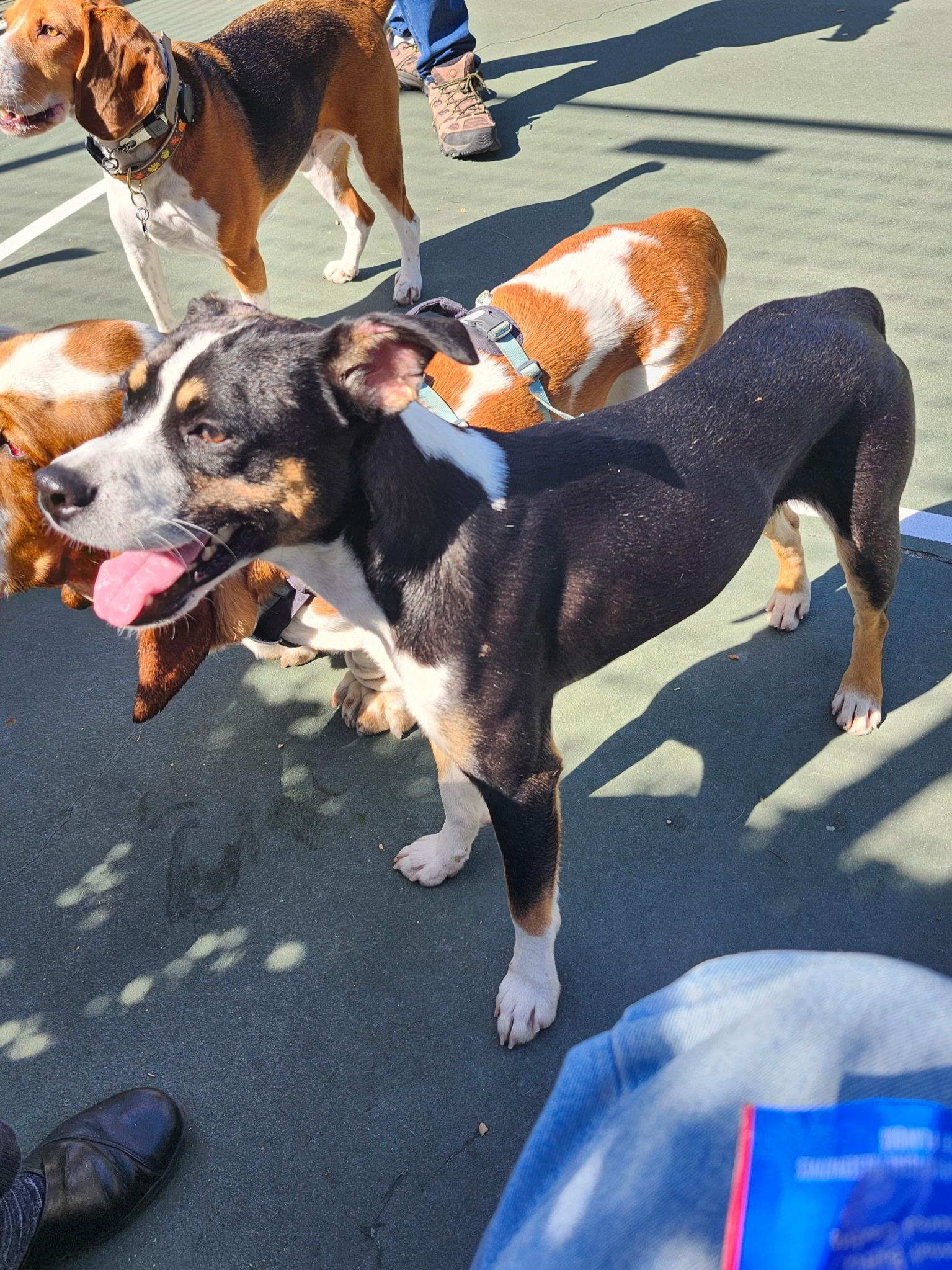 Enlarge Asiago, a Adoptable mixed breed in Fremont, CA image 4/5
