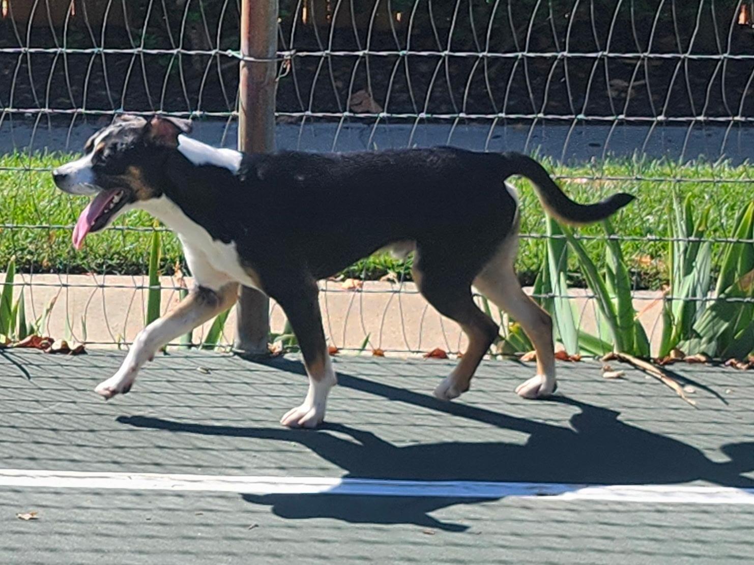Enlarge Asiago, a Adoptable mixed breed in Fremont, CA image 2/5