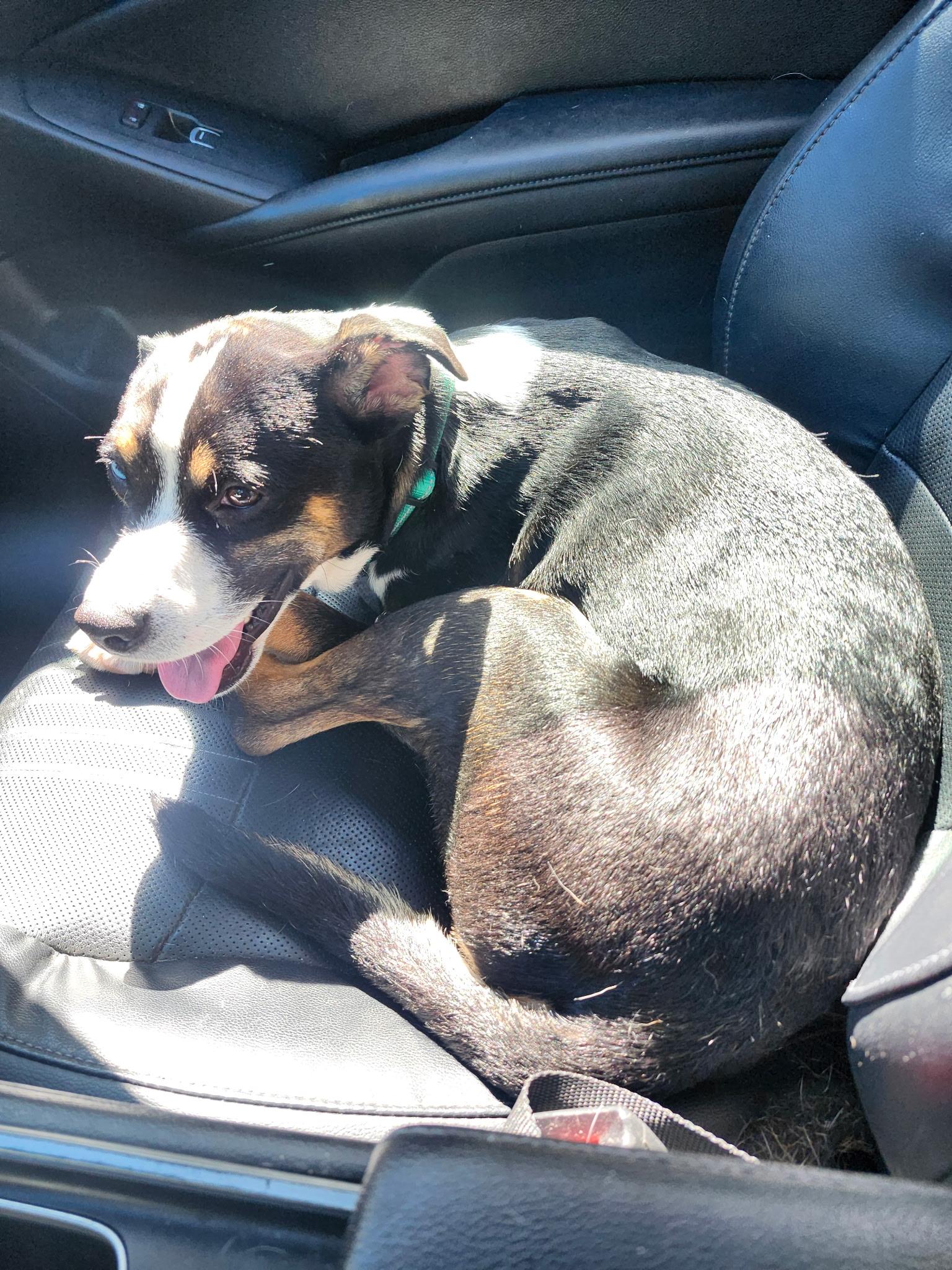 Enlarge Asiago, a Adoptable mixed breed in Fremont, CA image 3/5