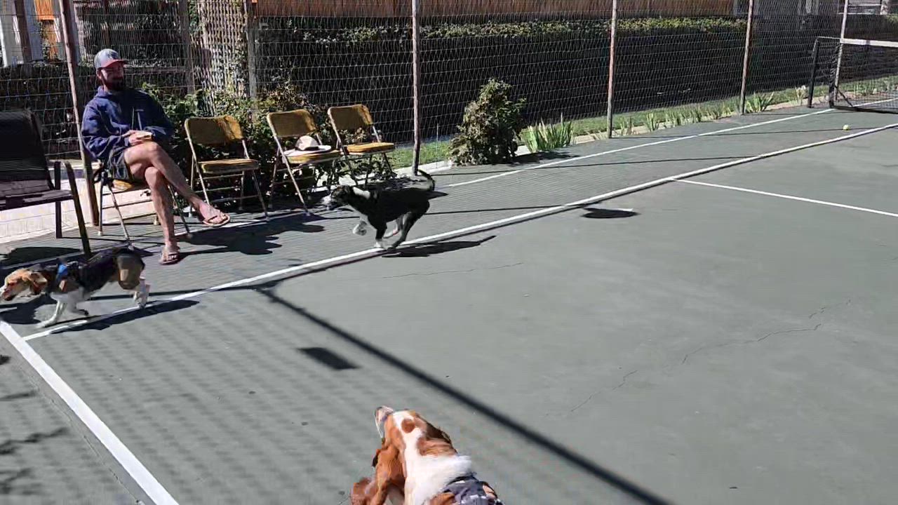 Enlarge Asiago, a Adoptable mixed breed in Fremont, CA video 5/5