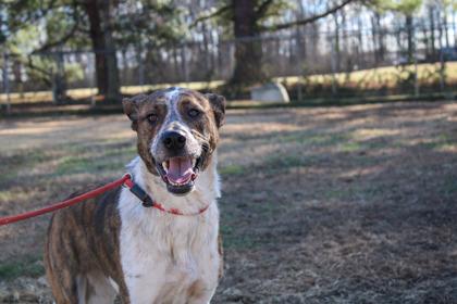 Costello, a Adoptable mixed breed in Paducah, KY image 1/3