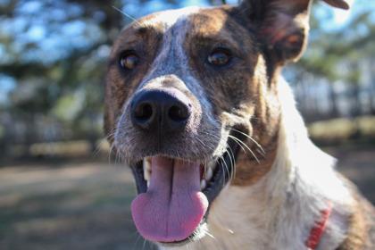 Costello, a Adoptable mixed breed in Paducah, KY image 2/3