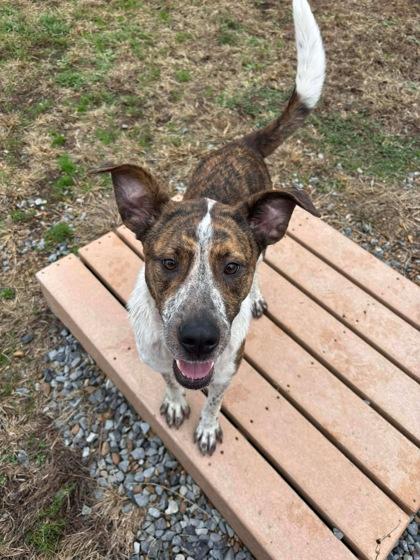 Costello, a Adoptable mixed breed in Paducah, KY image 3/3