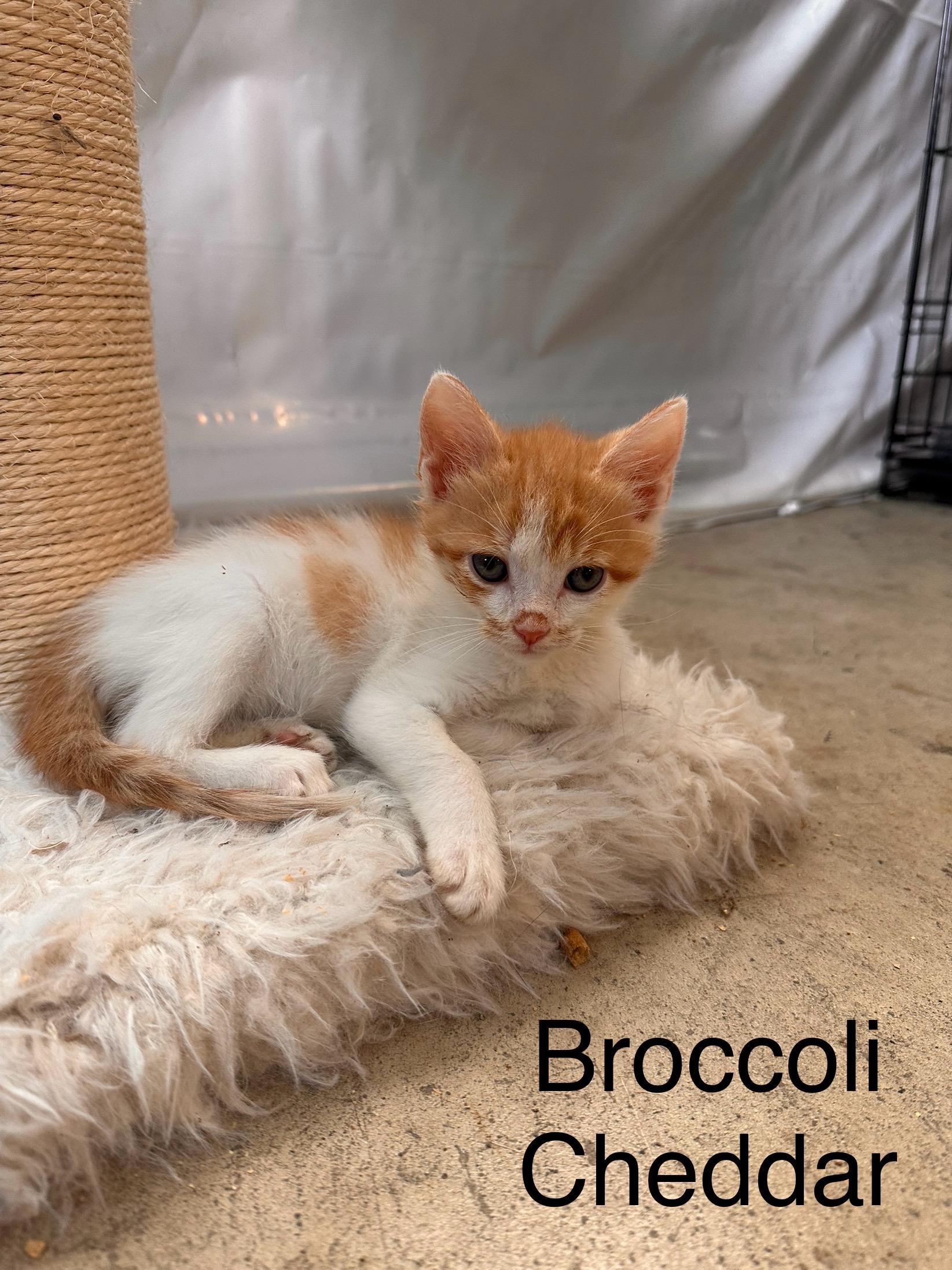 Broccoli Cheddar