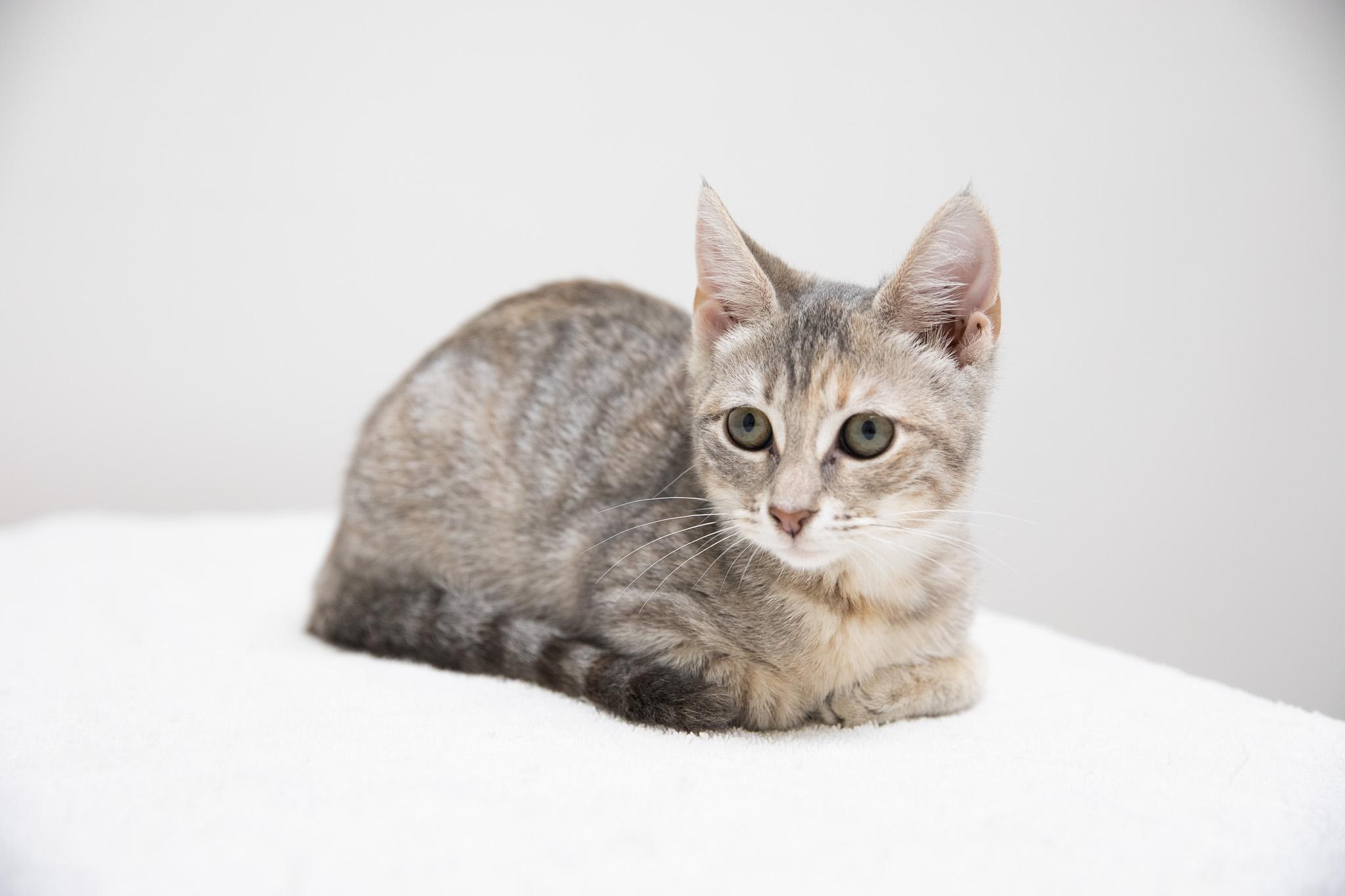 Enlarge Maria, a Adoptable Domestic Short Hair in Montclair, NJ image 1/6