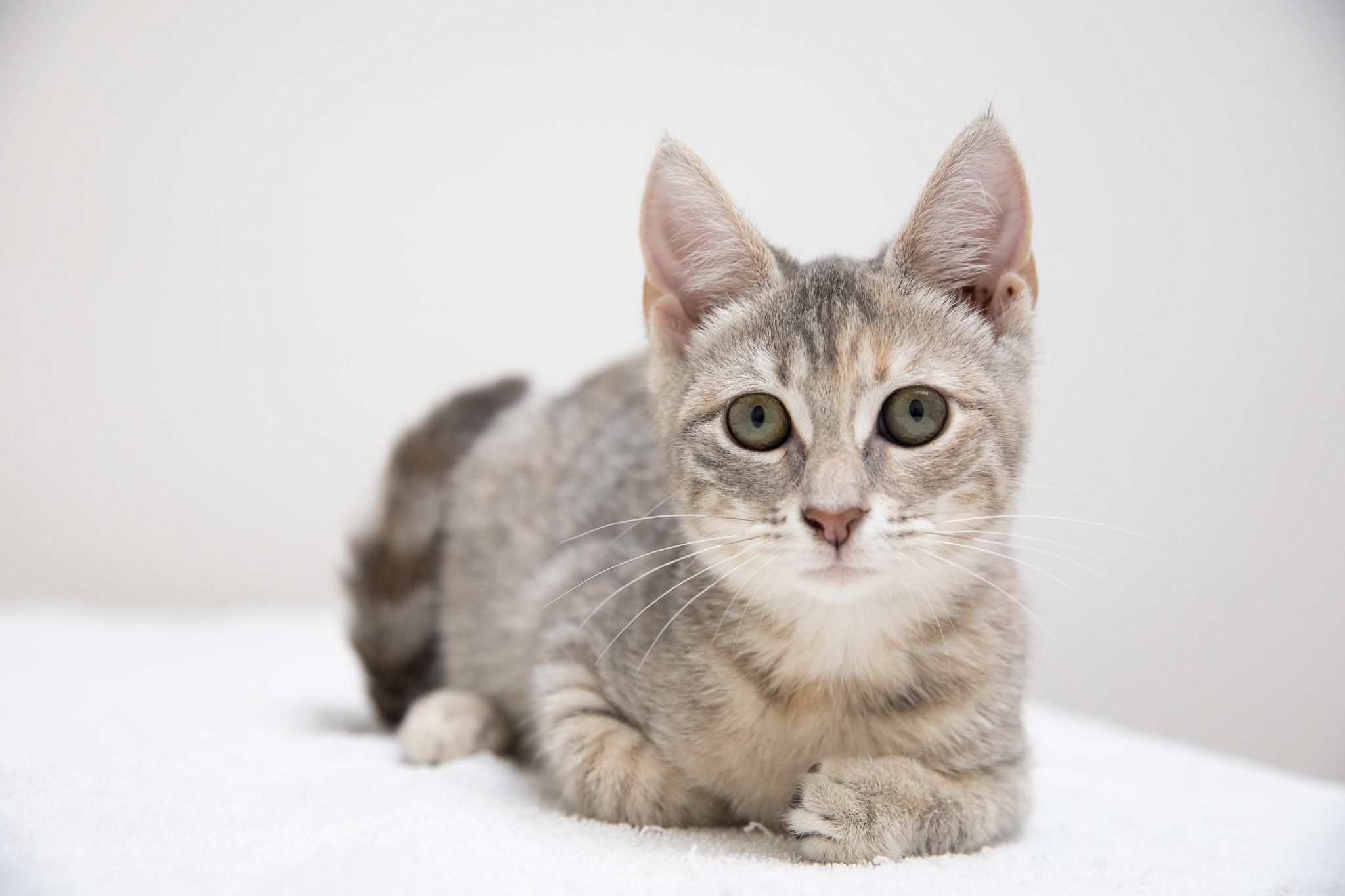 Enlarge Maria, a Adoptable Domestic Short Hair in Montclair, NJ image 3/6