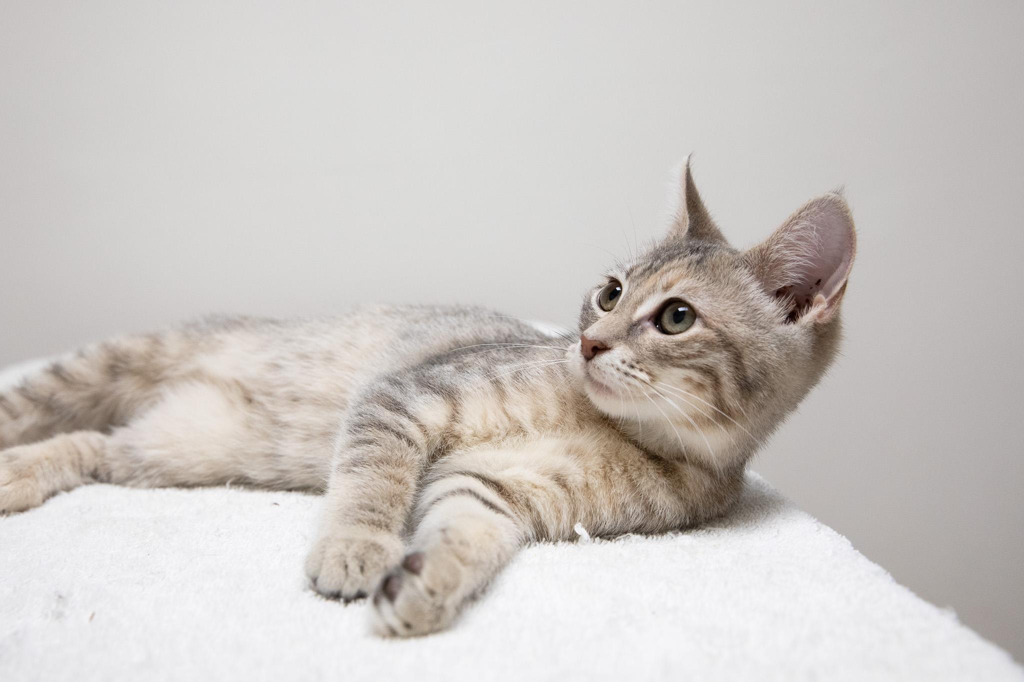 Enlarge Maria, a Adoptable Domestic Short Hair in Montclair, NJ image 4/6