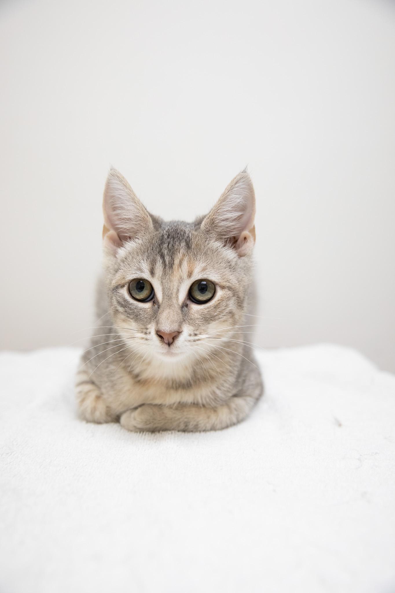 Enlarge Maria, a Adoptable Domestic Short Hair in Montclair, NJ image 5/6