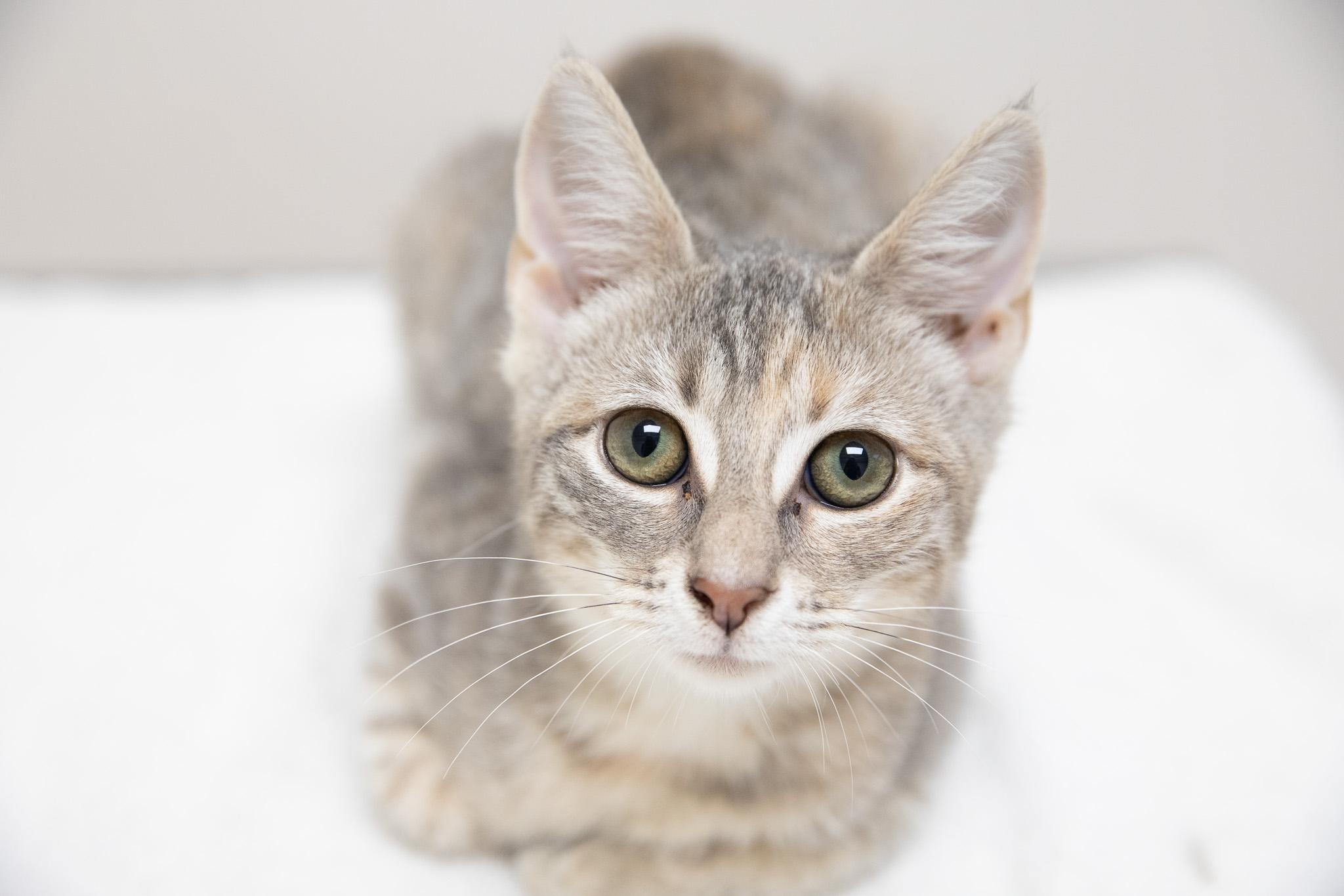 Enlarge Maria, a Adoptable Domestic Short Hair in Montclair, NJ image 6/6