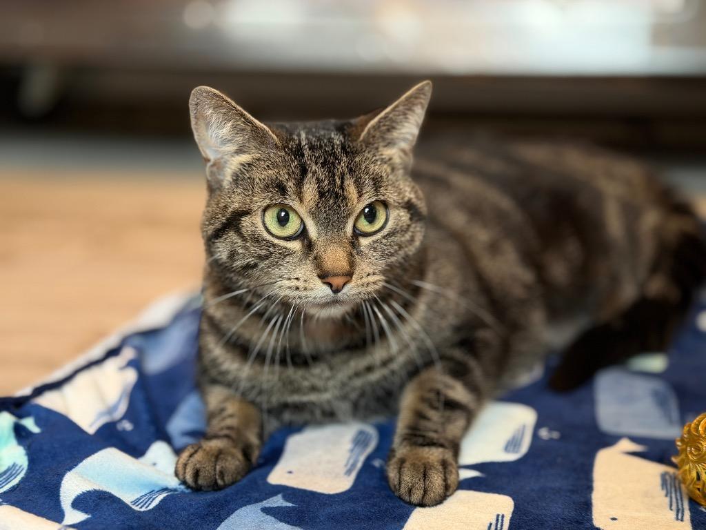 Sasha, Adoptable, Adult Female Domestic Short Hair.