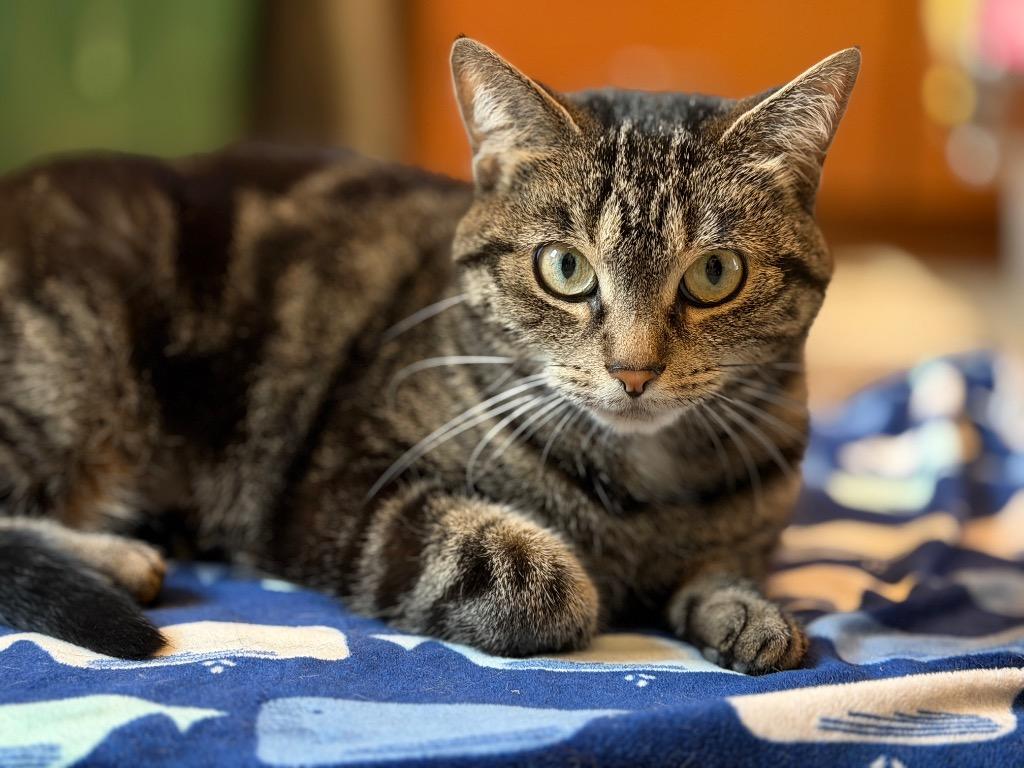 Sasha, a Adoptable mixed breed in Peru, NY image 2/3