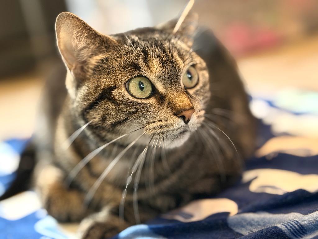 Sasha, a Adoptable mixed breed in Peru, NY image 3/3