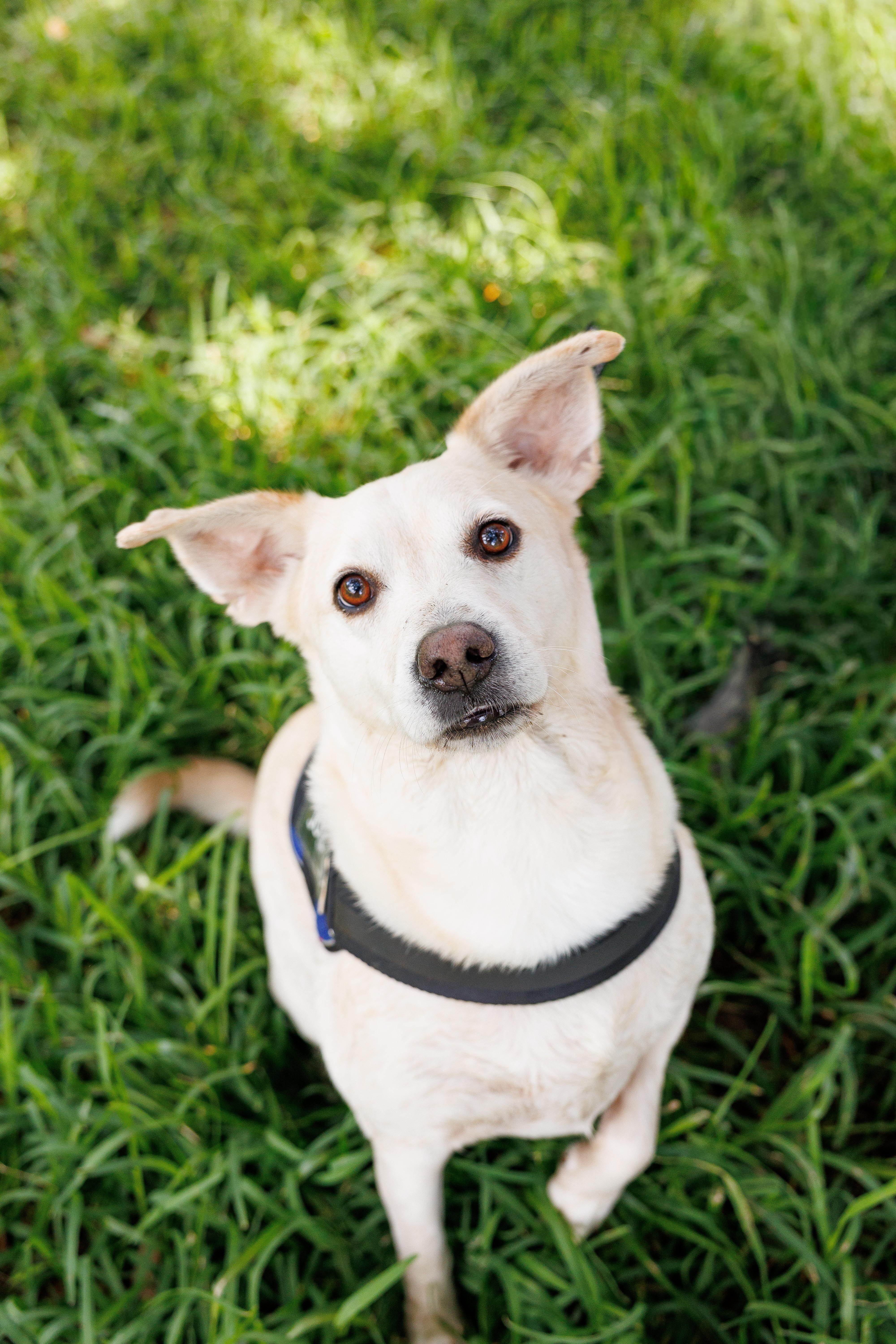 Frenchie, Adoptable, Adult Male Labrador Retriever.