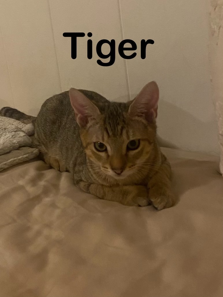 Cat for adoption Tiger, a Domestic Short Hair in Mililani, HI Petfinder