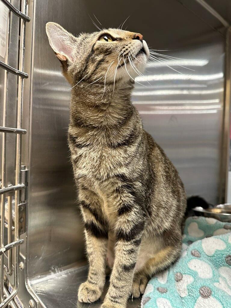 Knox S., a Adoptable Domestic Short Hair in Frisco, TX image 1/3