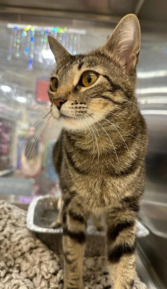 Knox S., a Adoptable Domestic Short Hair in Frisco, TX image 2/3