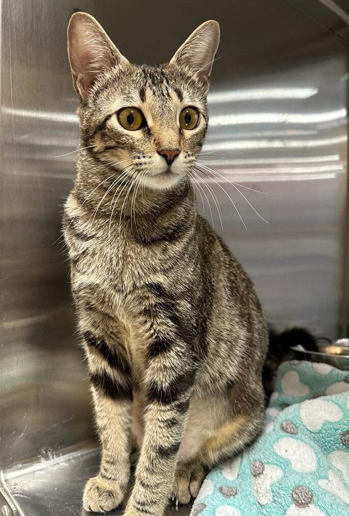Knox S., a Adoptable Domestic Short Hair in Frisco, TX image 3/3
