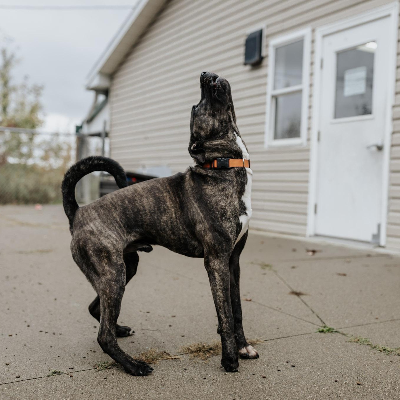 Bruno, a Adoptable mixed breed in Saint Marys, PA image 1/4