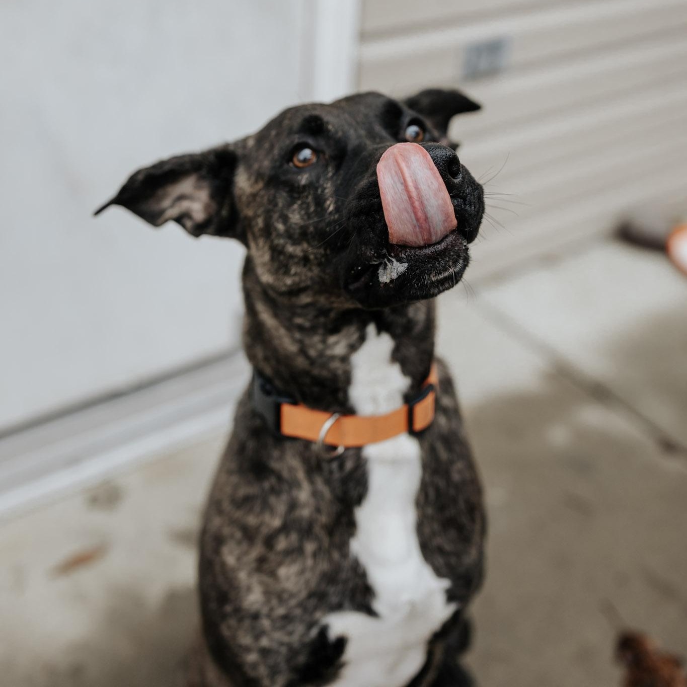 Bruno, a Adoptable mixed breed in Saint Marys, PA image 2/4