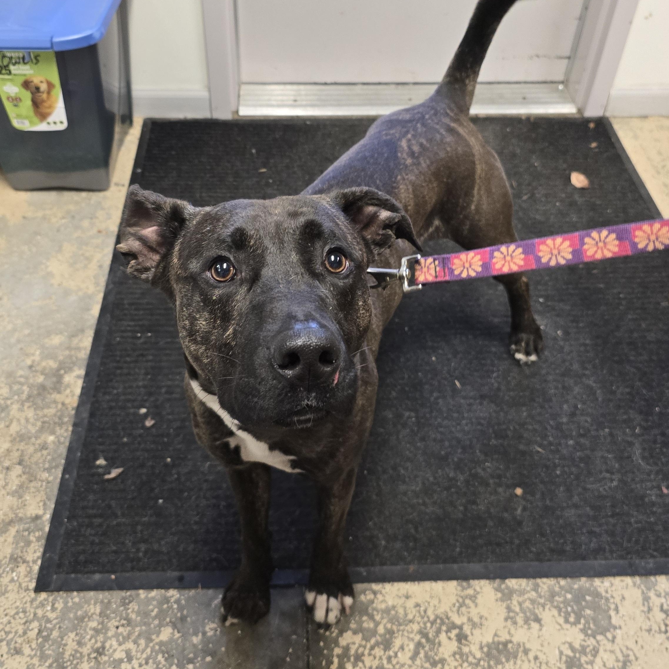 Bruno, a Adoptable mixed breed in Saint Marys, PA image 4/4