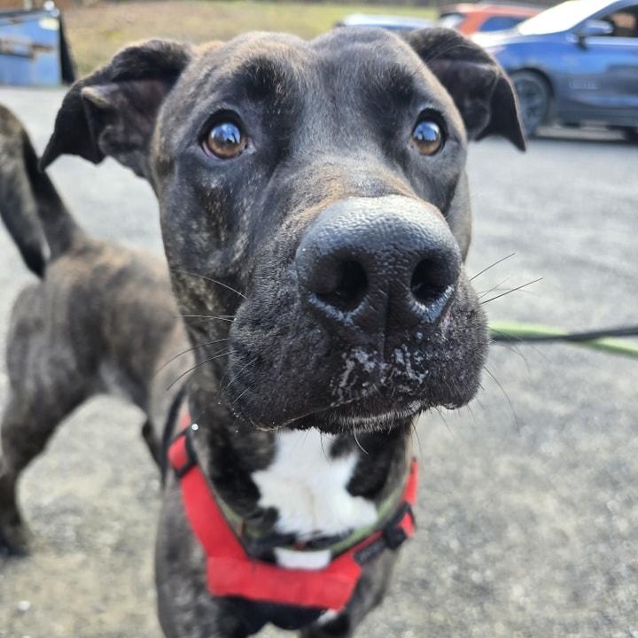 Bruno, a Adoptable mixed breed in Saint Marys, PA image 3/4