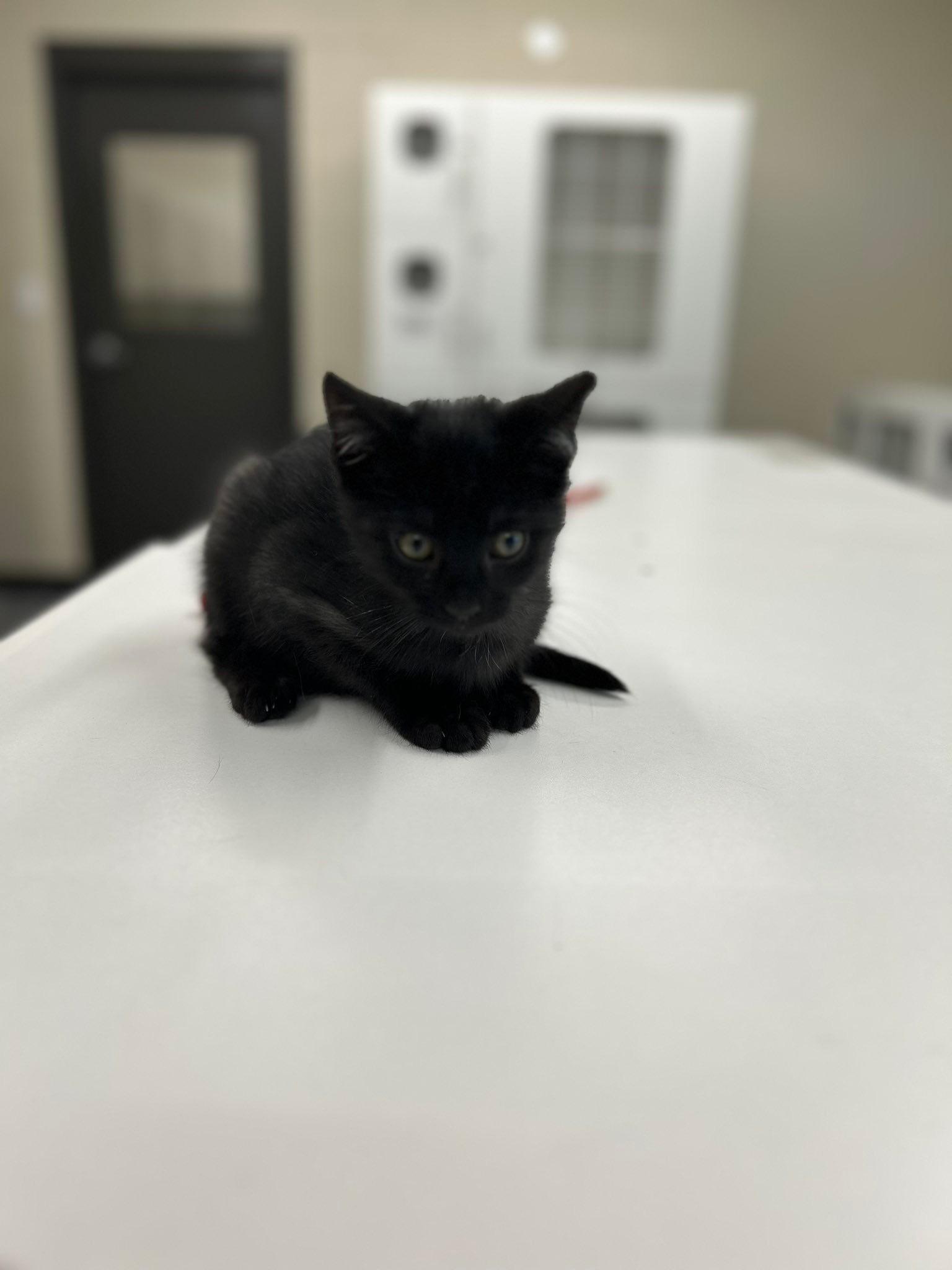 Sebastian, Adopted, Kitten Male Domestic Short Hair.