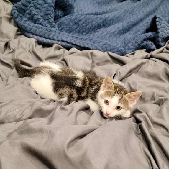 Levi, adopted, Kitten Male American Shorthair.