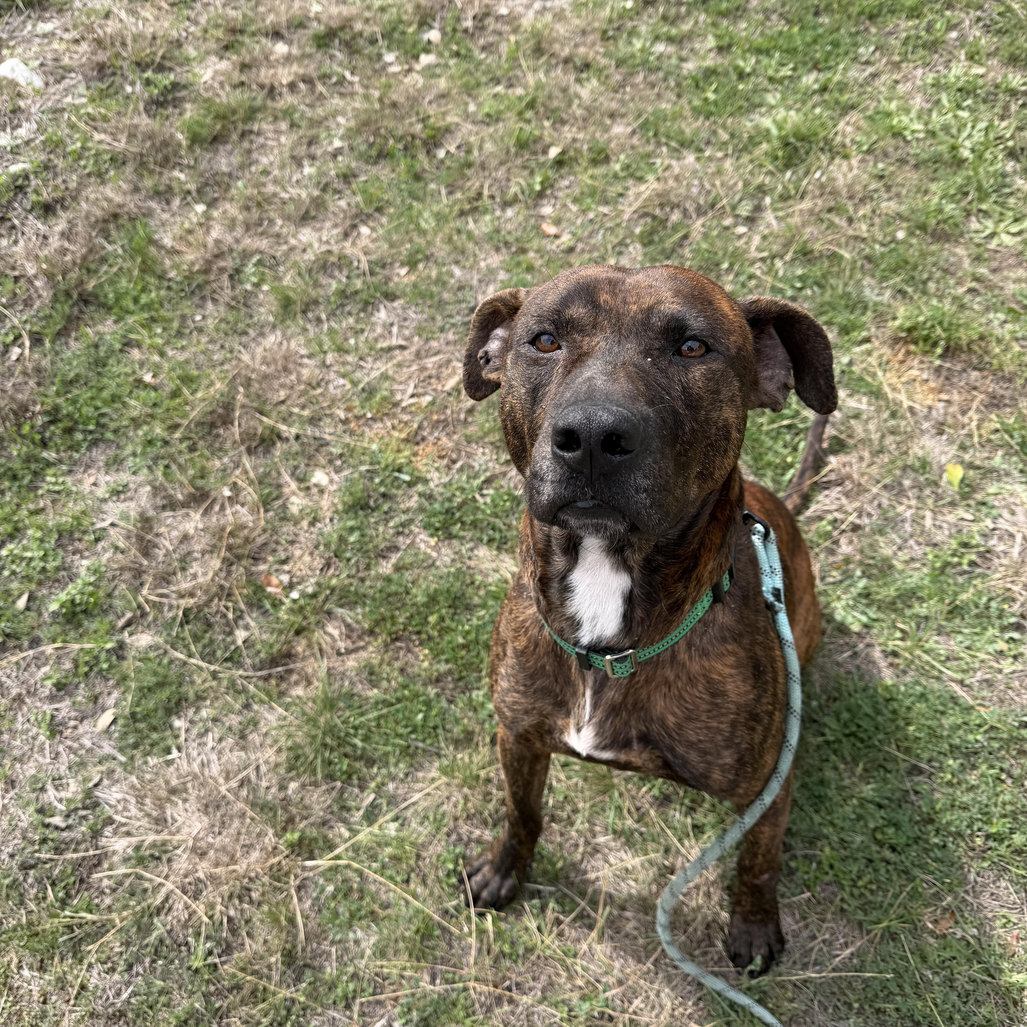 Enlarge Ralphie, a Adoptable American Staffordshire Terrier in Buffalo, NY image 3/5