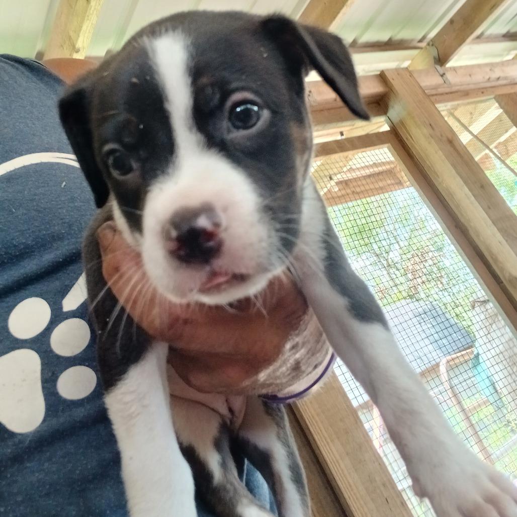 Brittany, Adoptable, Puppy Female Mixed Breed.