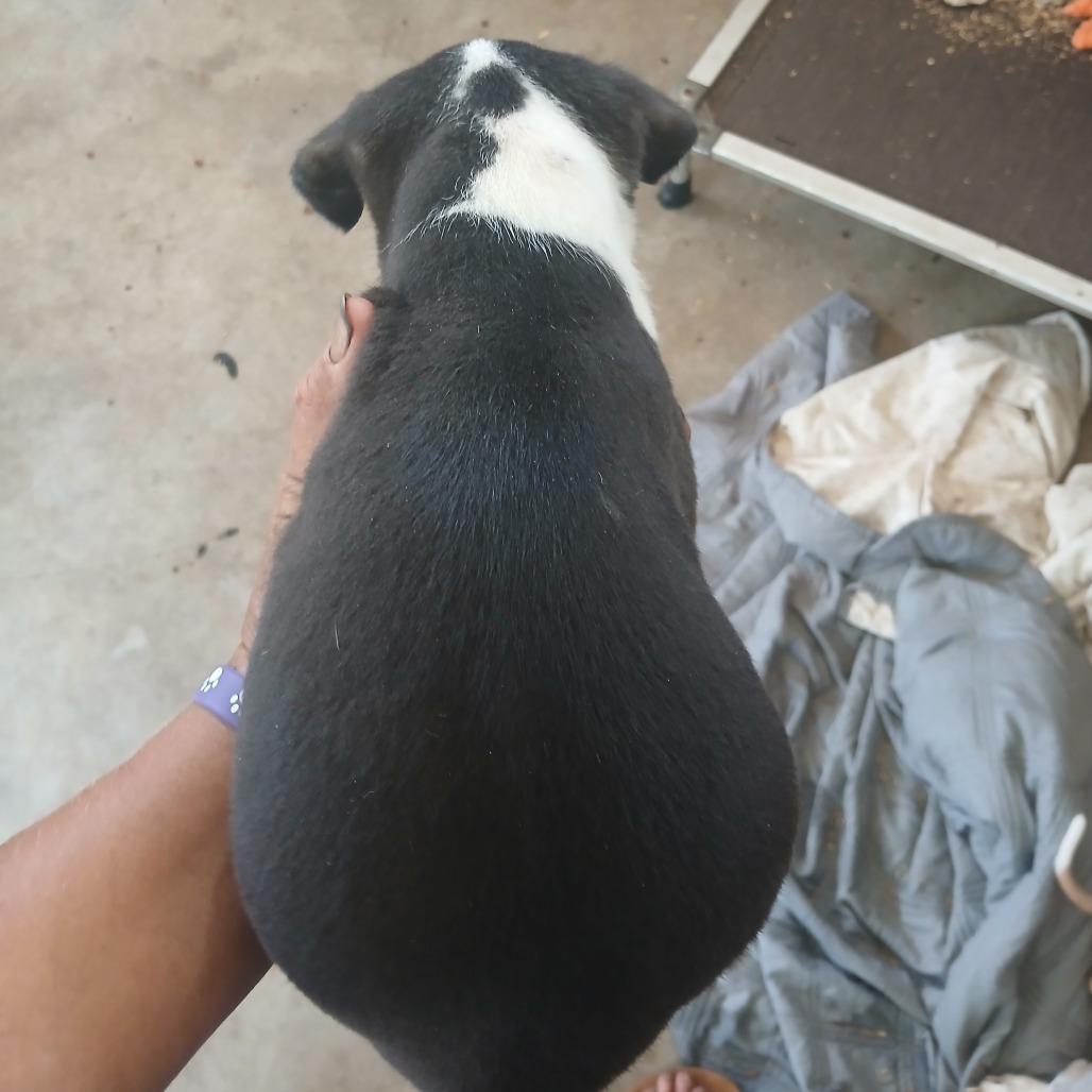 Enlarge Brittany, a Adoptable Mixed Breed in Morriston, FL image 2/4