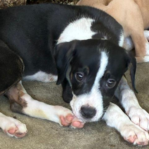 Enlarge Brittany, a Adoptable Mixed Breed in Morriston, FL image 4/4