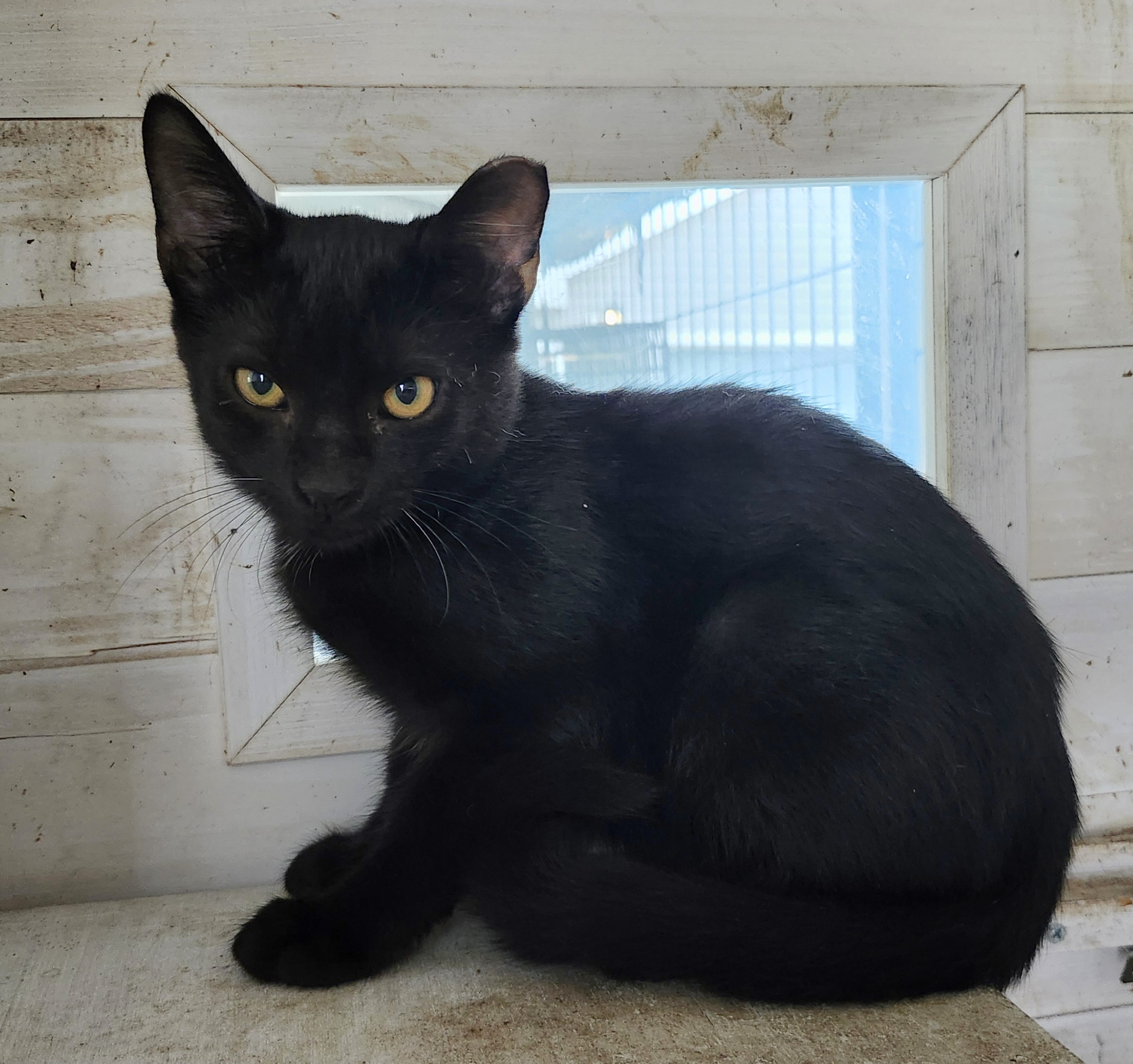 Cat for adoption Sammy, a Domestic Short Hair in East Brunswick, NJ