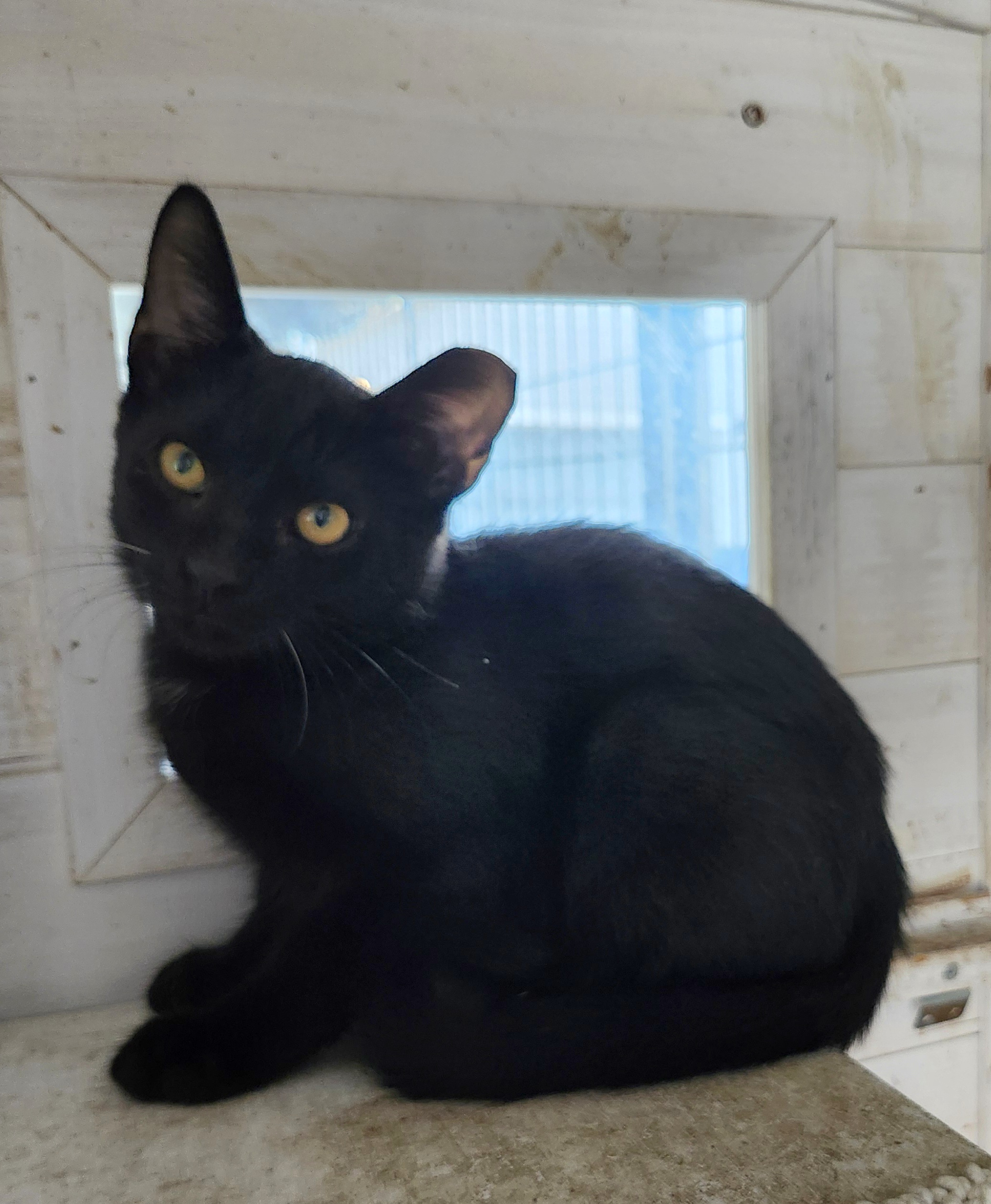Cat for adoption Sammy, a Domestic Short Hair in East Brunswick, NJ