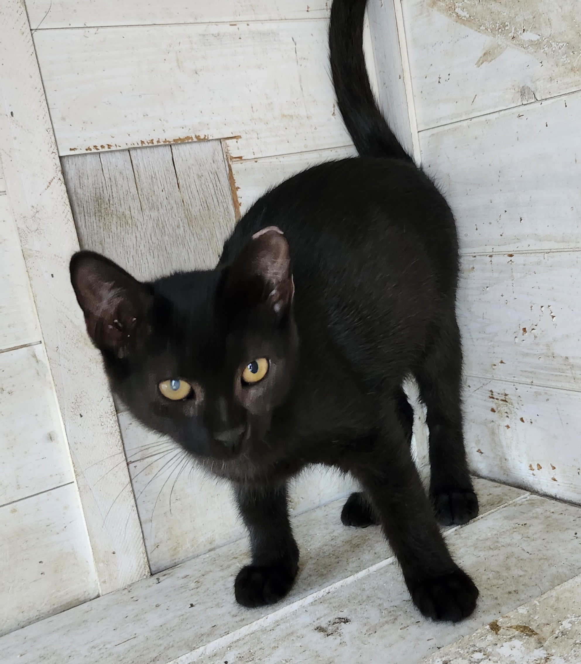 Cat for adoption Sammy, a Domestic Short Hair in East Brunswick, NJ