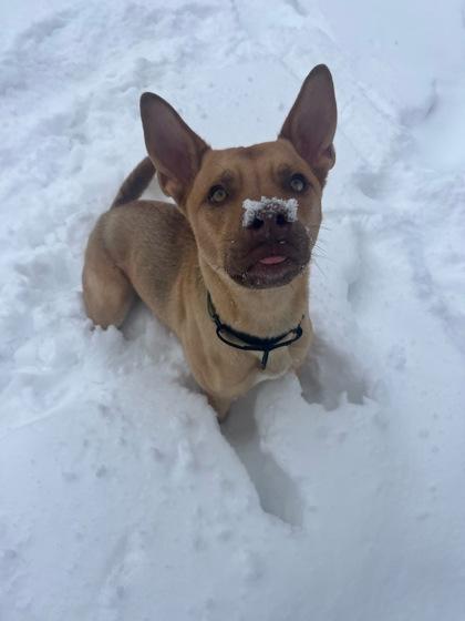 Enlarge Charlie, a Adoptable mixed breed in Erin, ON image 1/3