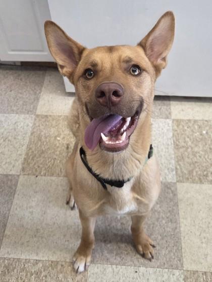 Enlarge Charlie, a Adoptable mixed breed in Erin, ON image 3/3