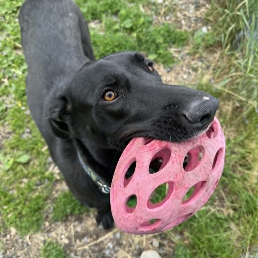 Juno, Adoptable, Adult Female Black Labrador Retriever & Shepherd.