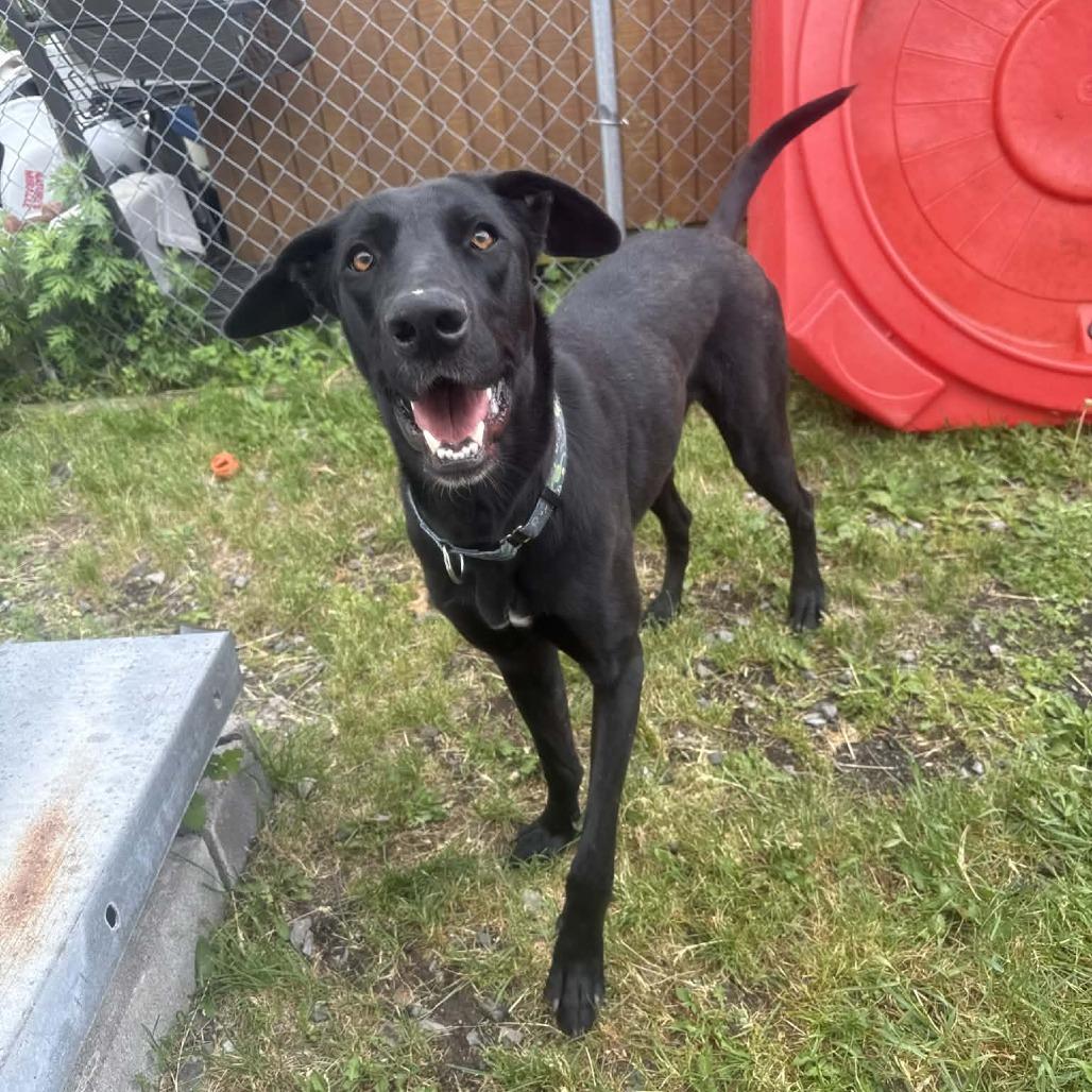 Juno, a Adoptable mixed breed in Saugerties, NY image 1/6
