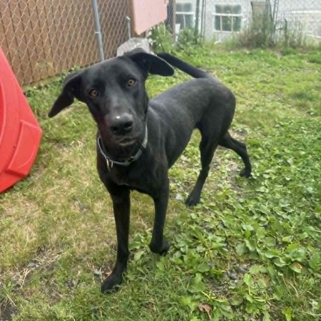 Juno, a Adoptable mixed breed in Saugerties, NY image 5/6