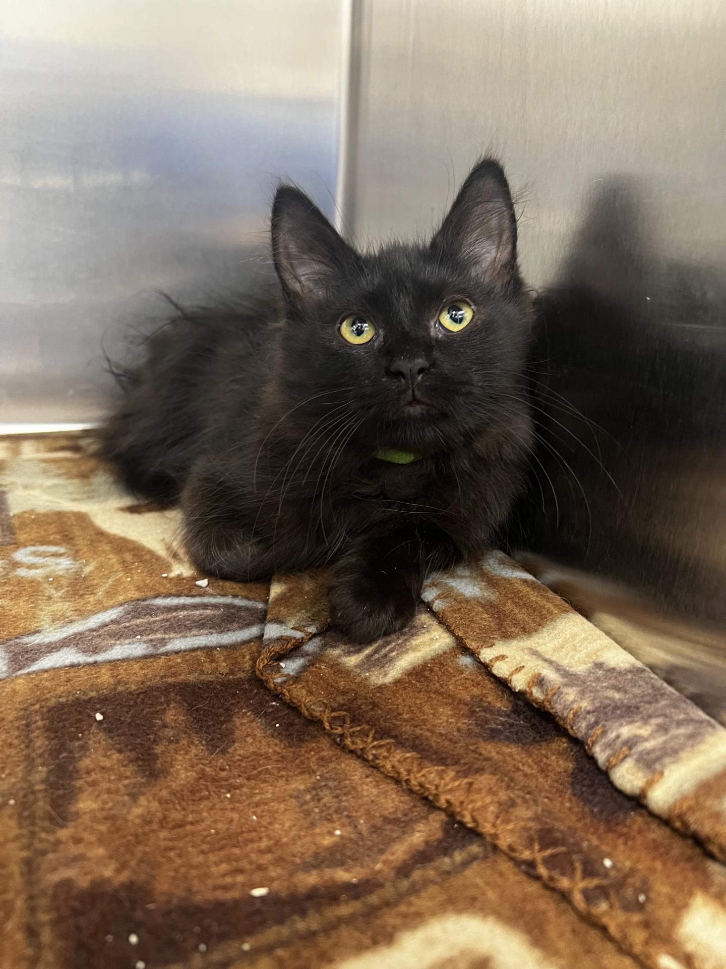 Enlarge Dolly, a ADOPTABLE Domestic Long Hair in Yorkville, IL image 1/1