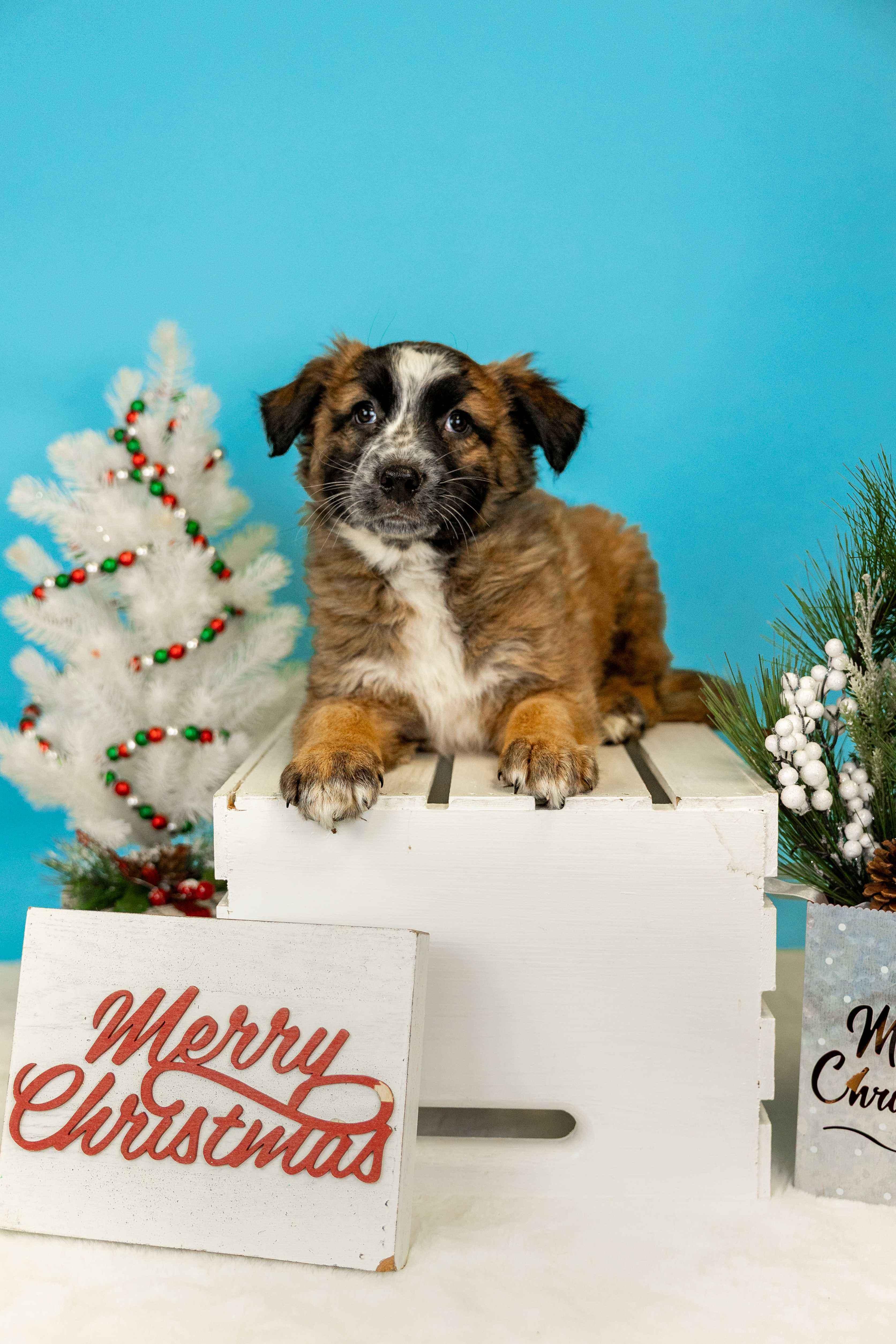 Enlarge 1071-25, a ADOPTABLE mixed breed in Brighton, CO image 1/1