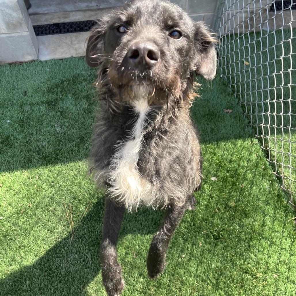Enlarge Randy Jackson, a Adoptable mixed breed in Richmond Hill, GA image 1/2