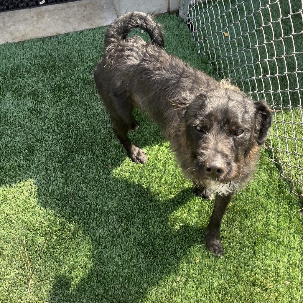 Enlarge Randy Jackson, a Adoptable mixed breed in Richmond Hill, GA image 2/2