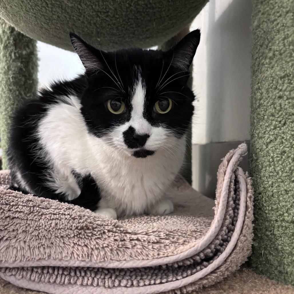 Enlarge Indy, a Adoptable Domestic Short Hair in Las Vegas, NV image 1/3