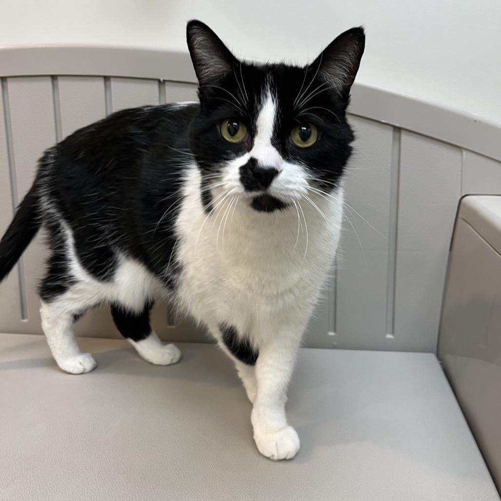 Indy, a Adoptable Domestic Short Hair in Las Vegas, NV image 2/5