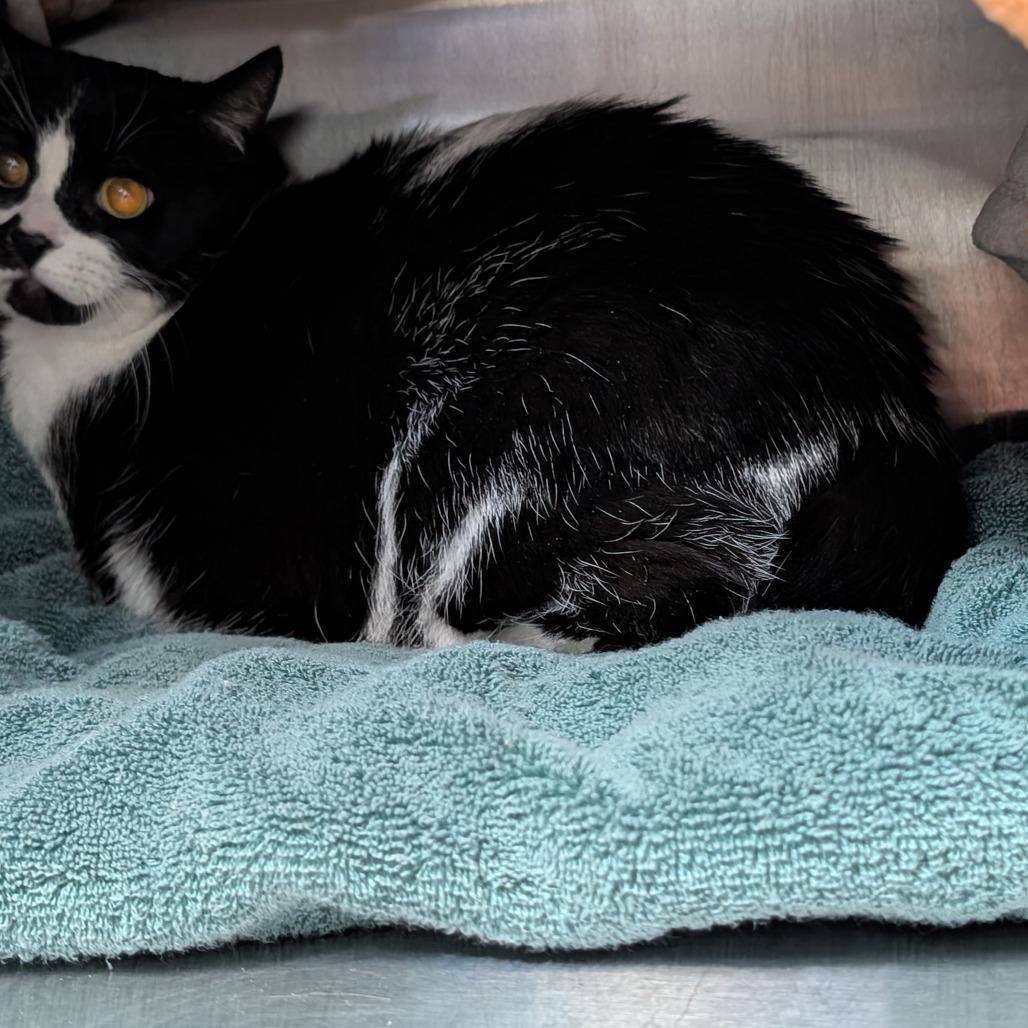 Enlarge Indy, a Adoptable Domestic Short Hair in Las Vegas, NV image 2/3