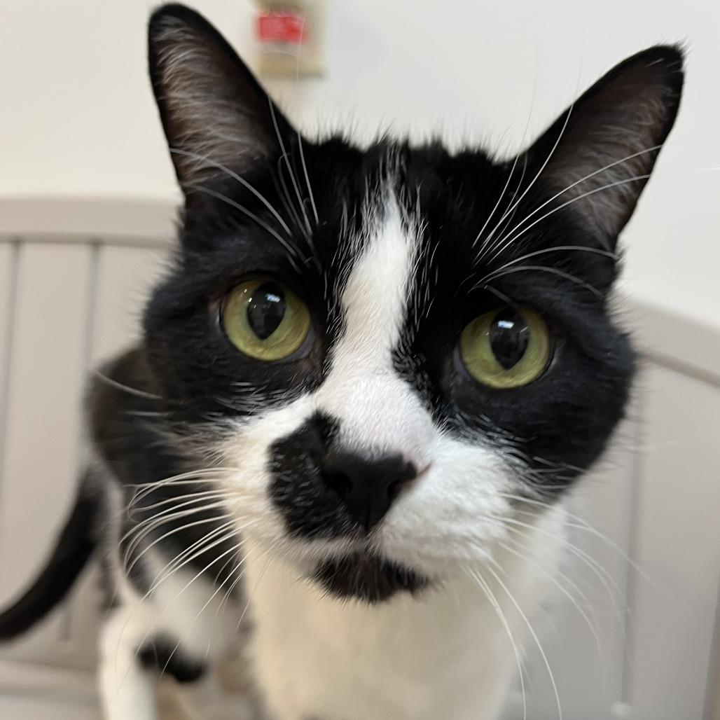Indy, a Adoptable Domestic Short Hair in Las Vegas, NV image 3/5