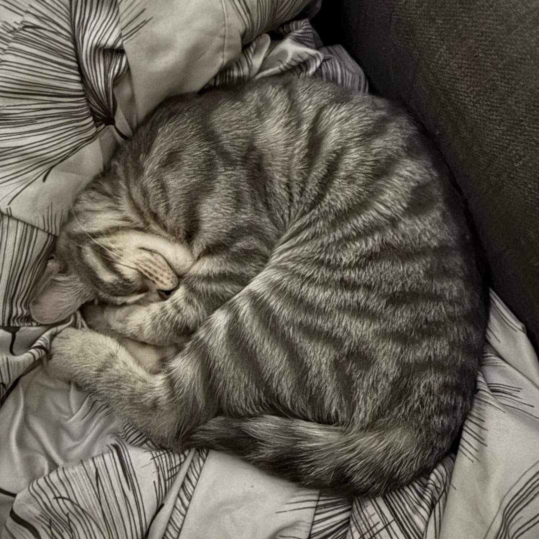 Enlarge Joey, an adopted mixed breed in Chicago, IL image 5/5