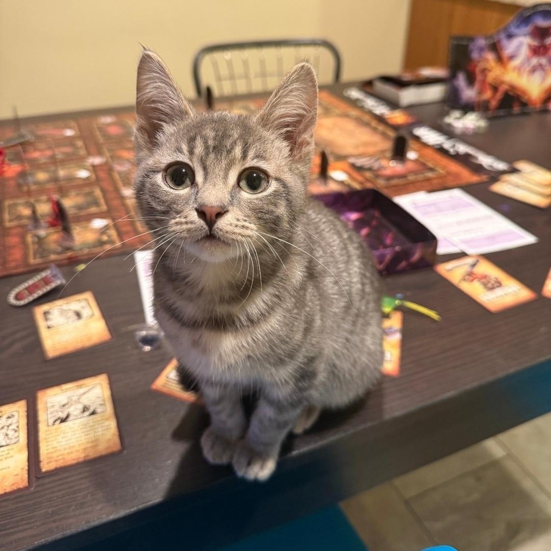 Joey, adopted, Kitten Male Domestic Short Hair.