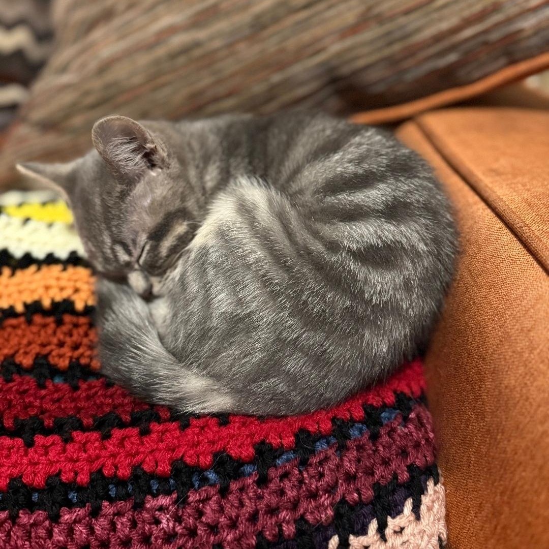 Enlarge Joey, an adopted mixed breed in Chicago, IL image 3/5